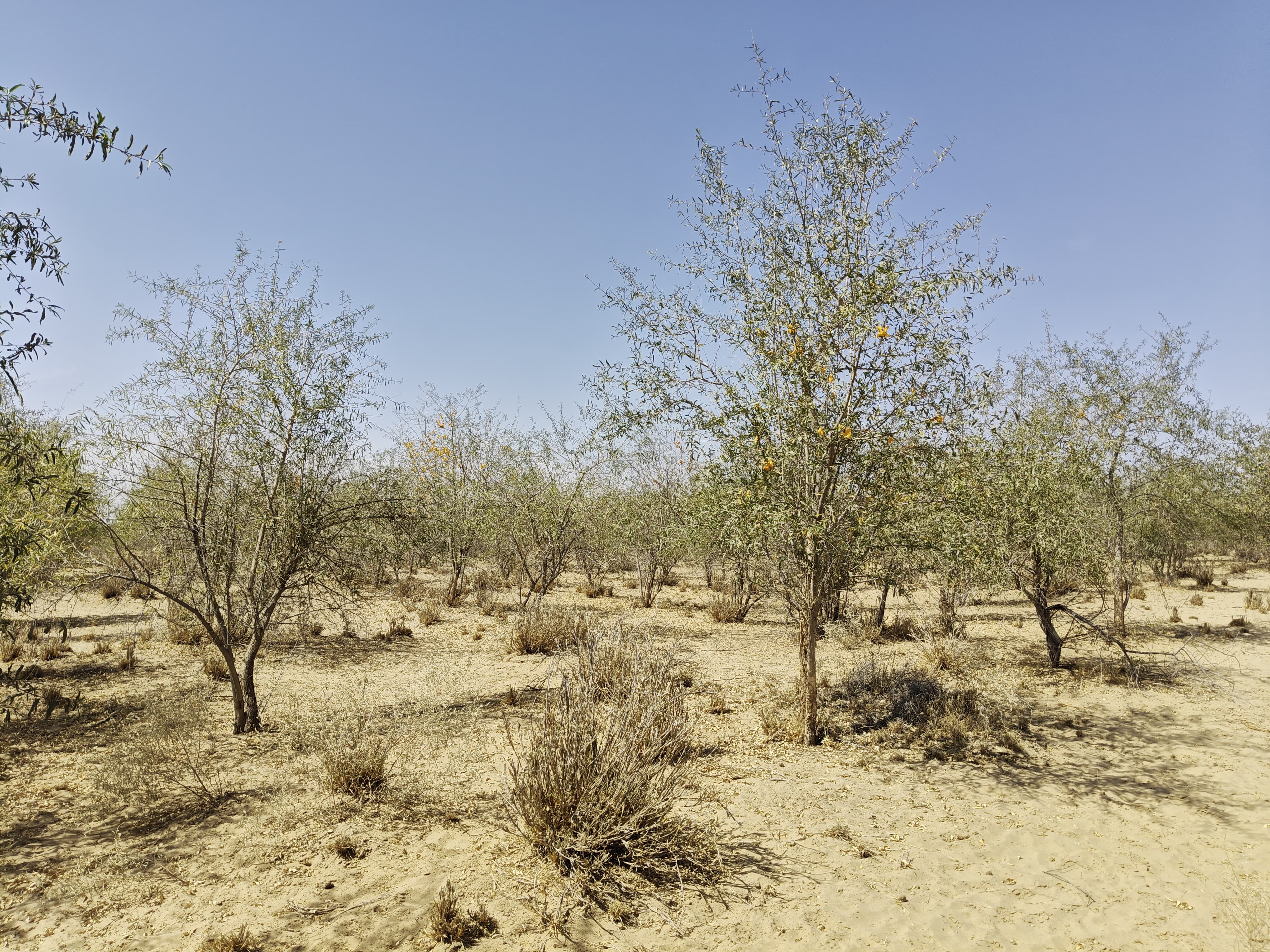 Compensatory Afforestation